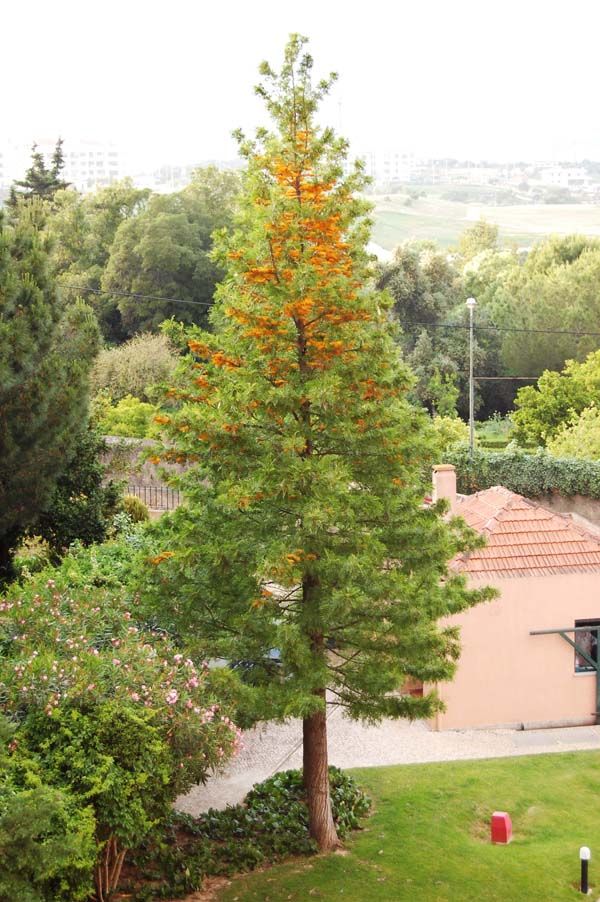 Grevillea robusta photo