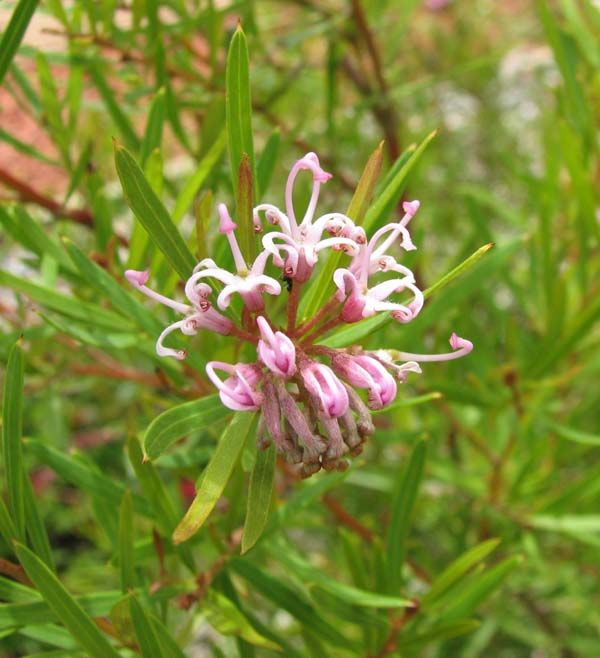 Grevillea sericea photo