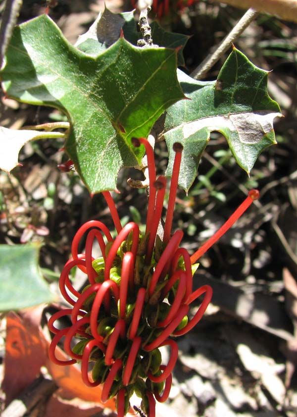 Grevillea steiglitziana photo