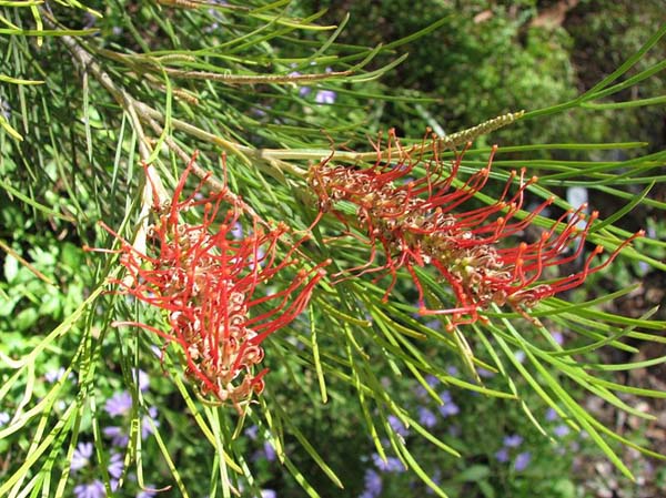 Grevillea tetragonoloba photo