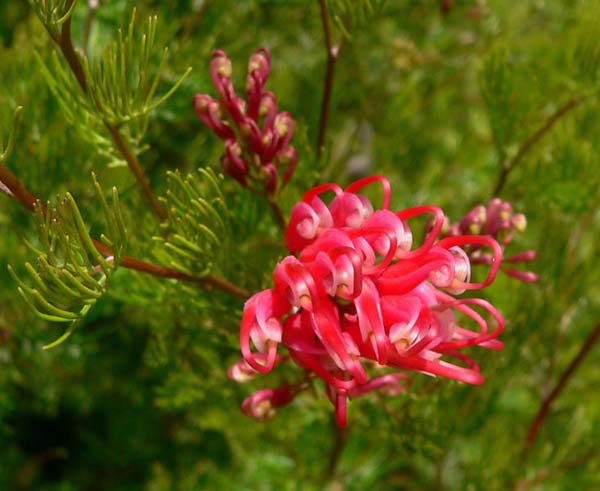 Grevillea fililoba photo