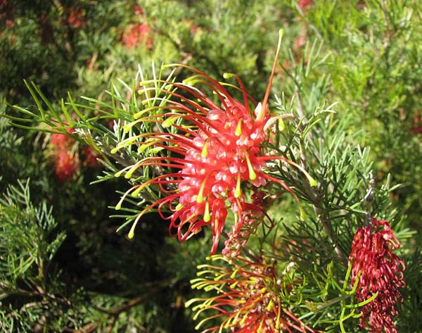 Grevillea thelemanniana photo