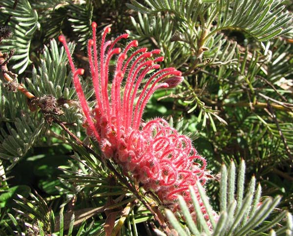 Grevillea thyrsoides photo