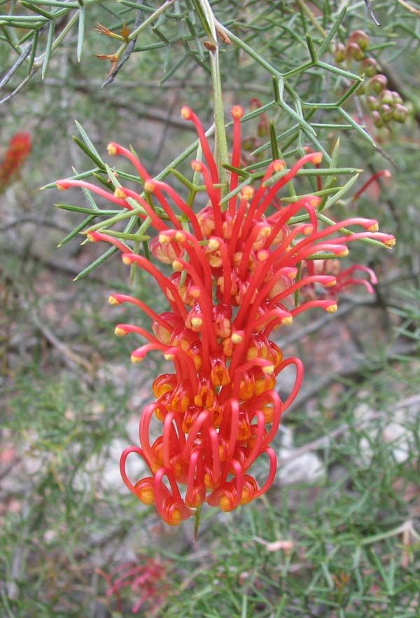 Grevillea treueriana photo