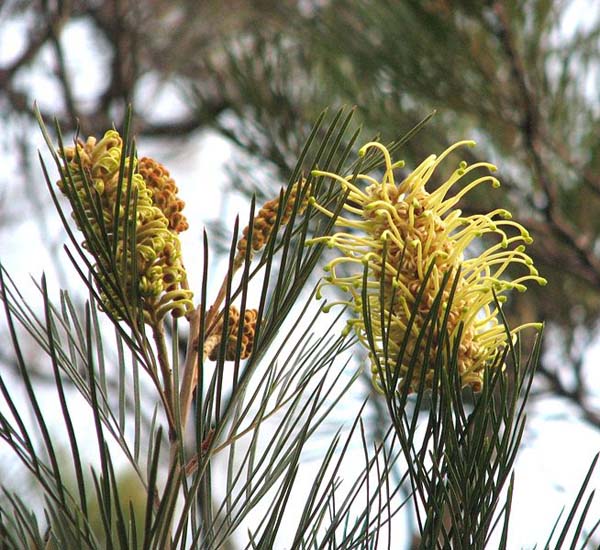 Grevillea whiteana photo