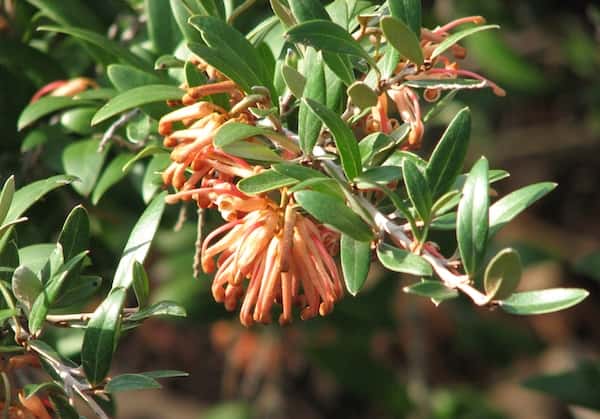 Grevillea 'Apricot Charm' photo