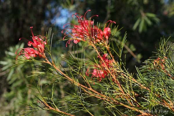 Grevillea 'Bonfire' photo