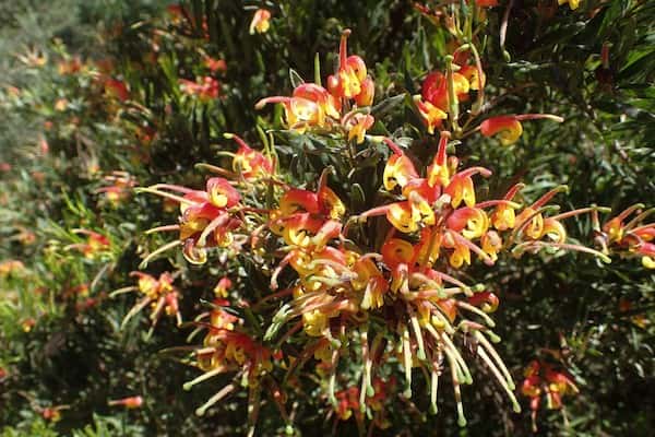 Grevillea 'Bonnie Prince Charlie' photo