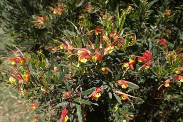 Grevillea 'Bonnie Prince Charlie' photo