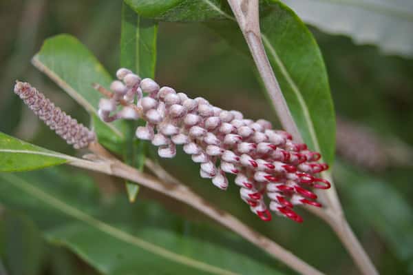 Grevillea 'Coastal Glow' photo