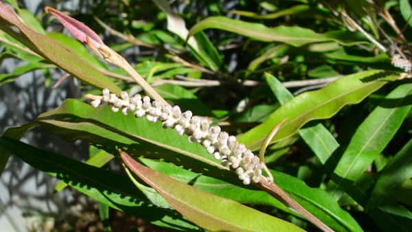 Grevillea 'Coastal Glow' photo