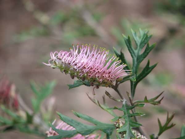 Grevillea 'Copper Rocket' photo