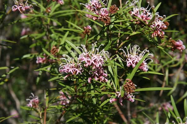 Grevillea 'Honey Jo' photo