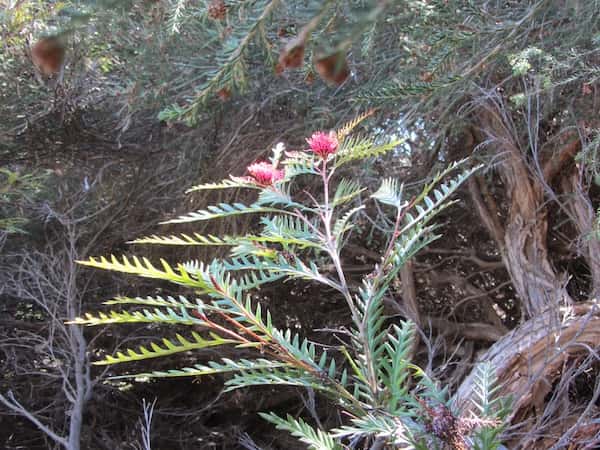 Grevillea 'Ivanhoe' photo