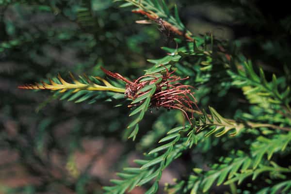 Grevillea 'Ivanhoe' photo