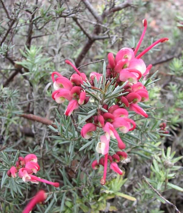 Grevillea rosmarinifolia 'Lara Dwarf' photo