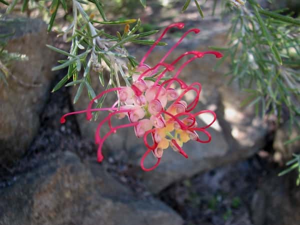 Grevillea 'Little Jessie' photo