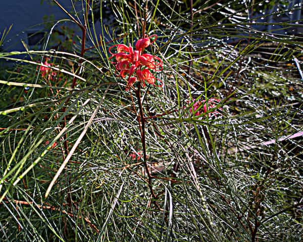 Grevillea 'Long John' Grevillea 'Long John' photo