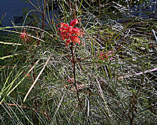 Grevillea 'Long John