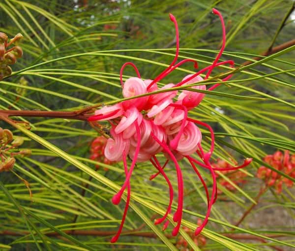 Grevillea 'Long John' Grevillea 'Long John' photo