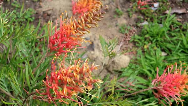 Grevillea 'Ned Kelly' photo