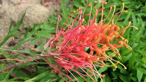 Grevillea 'Ned Kelly' photo