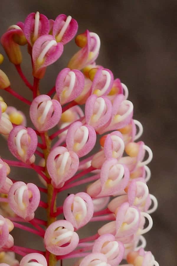 Grevillea 'Pink Ice' photo