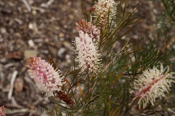 Grevillea 'Pink Ice' photo