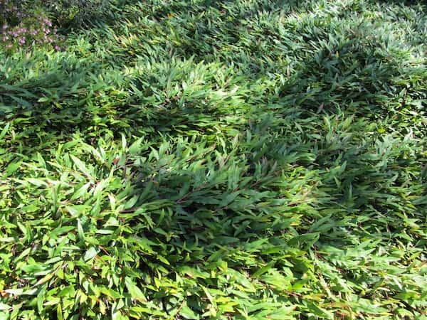 Grevillea 'Poorinda Royal Mantle' photo