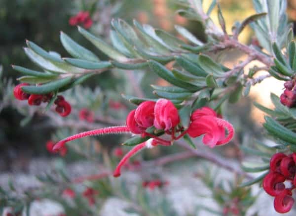 Grevillea 'Red Clusters' photo