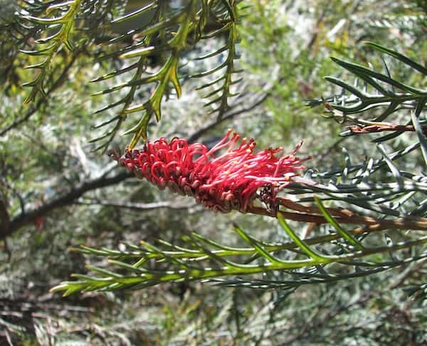 Grevillea 'Red Hooks' photo