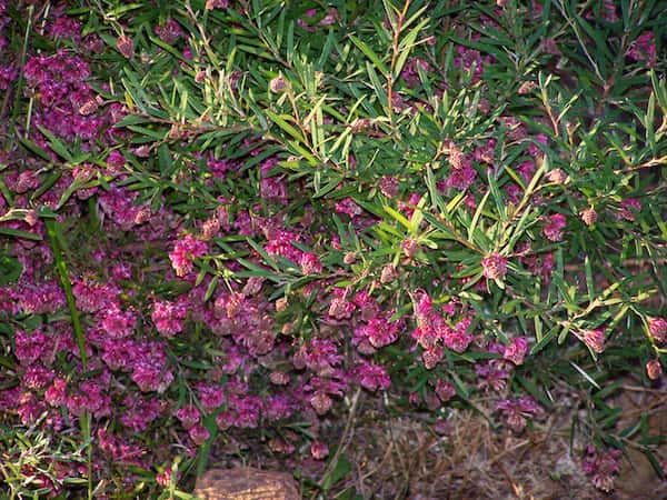 Grevillea 'Shirley Howie' photo