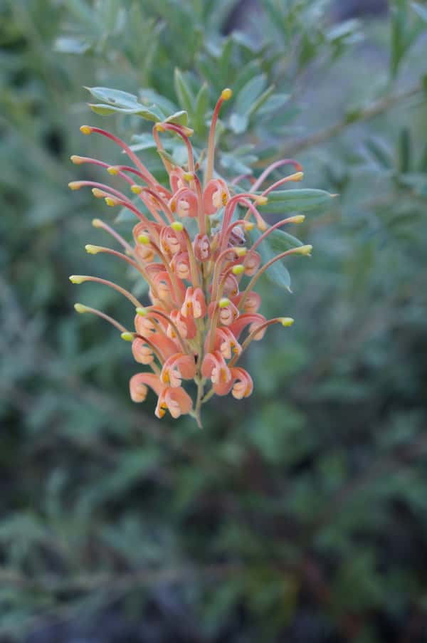 Grevillea 'Sunrise' photo