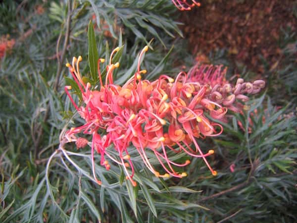 Grevillea 'Superb' photo