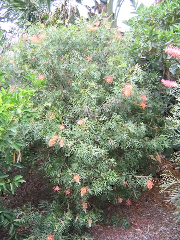 Grevillea 'Superb' photo