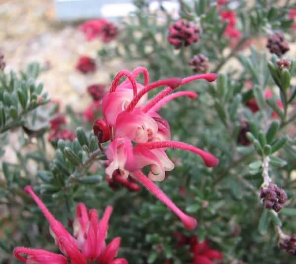 Grevillea 'Winter Delight' photo