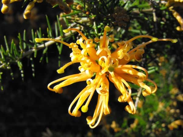 Grevillea juniperina 'Molonglo' photo