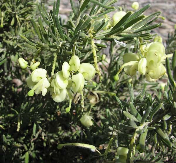 Grevillea lanigera 'Lutea' photo