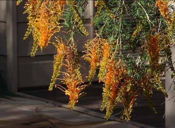 Grevillea tenuiloba 'Golden Glory' photo