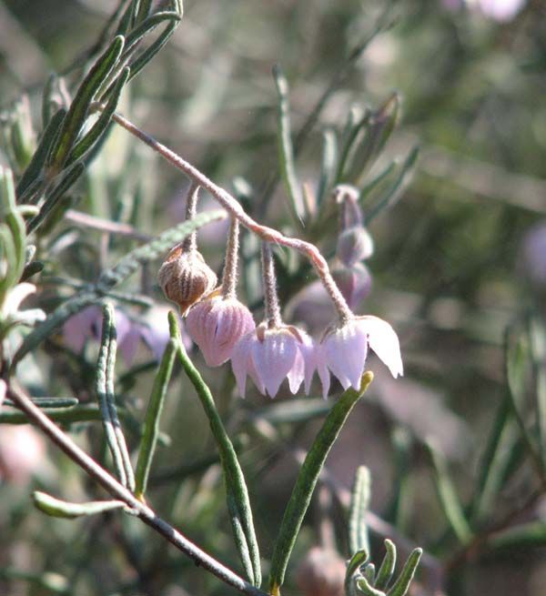 Guichenotia ledifolia photo