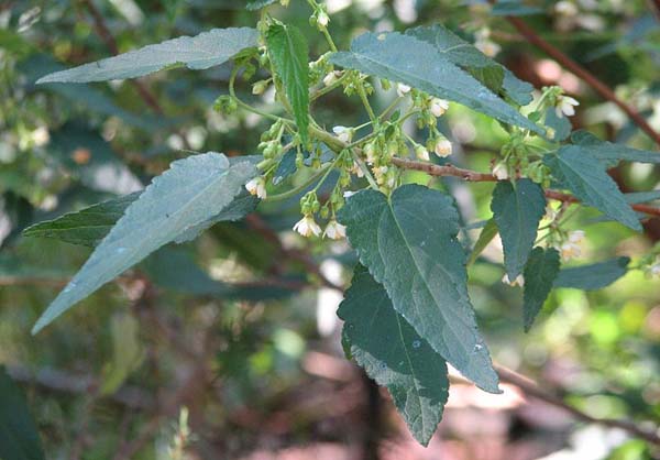 Gynatrix pulchella photo