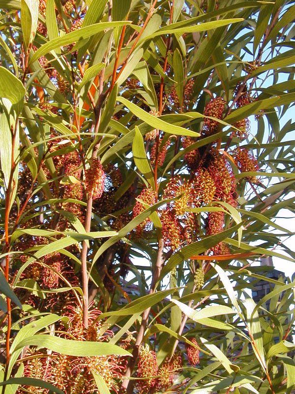 Hakea archaeoides photo