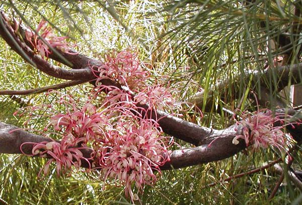 Hakea bakeriana photo