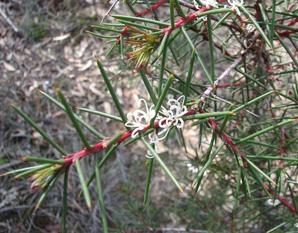 Hakea decurrens photo