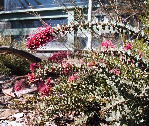 Hakea myrtoides photo