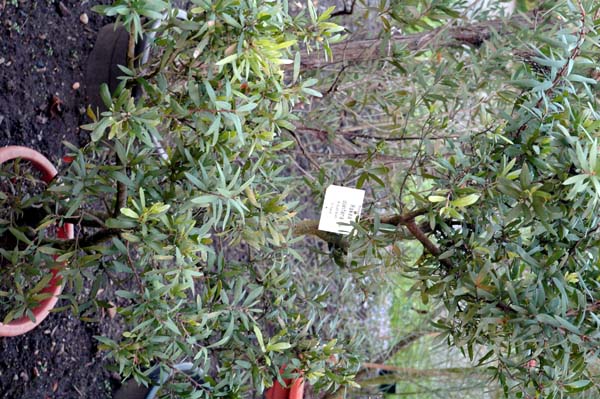 Hakea oleifolia photo