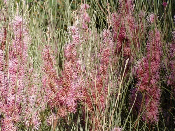 Hakea scoparia photo