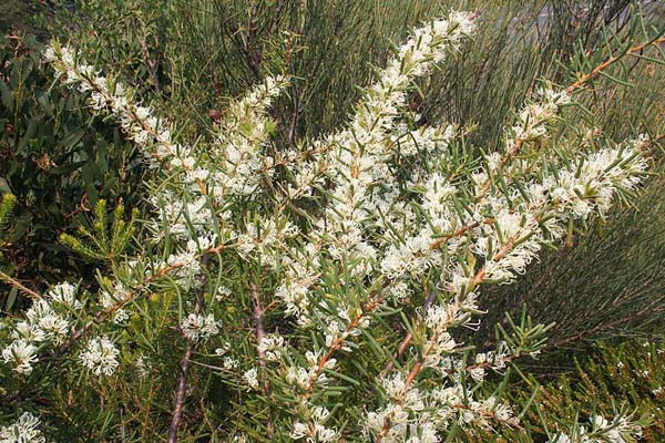 Hakea teretifolia photo