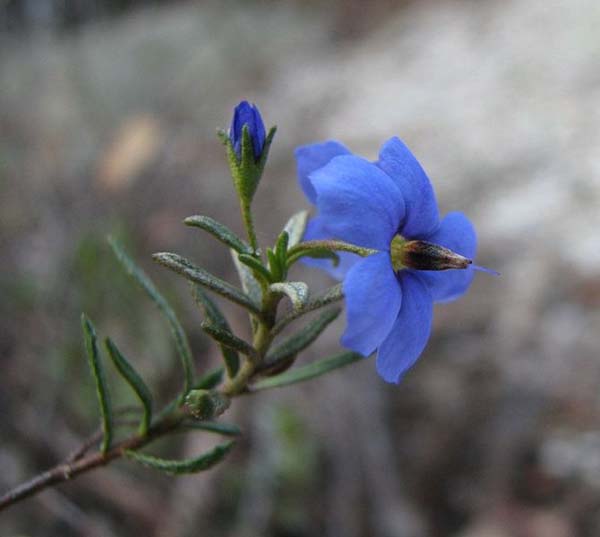 Halgania cyanea photo