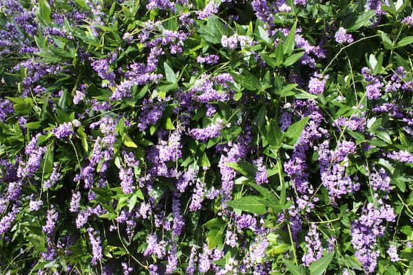 Hardenbergia comptoniana photo